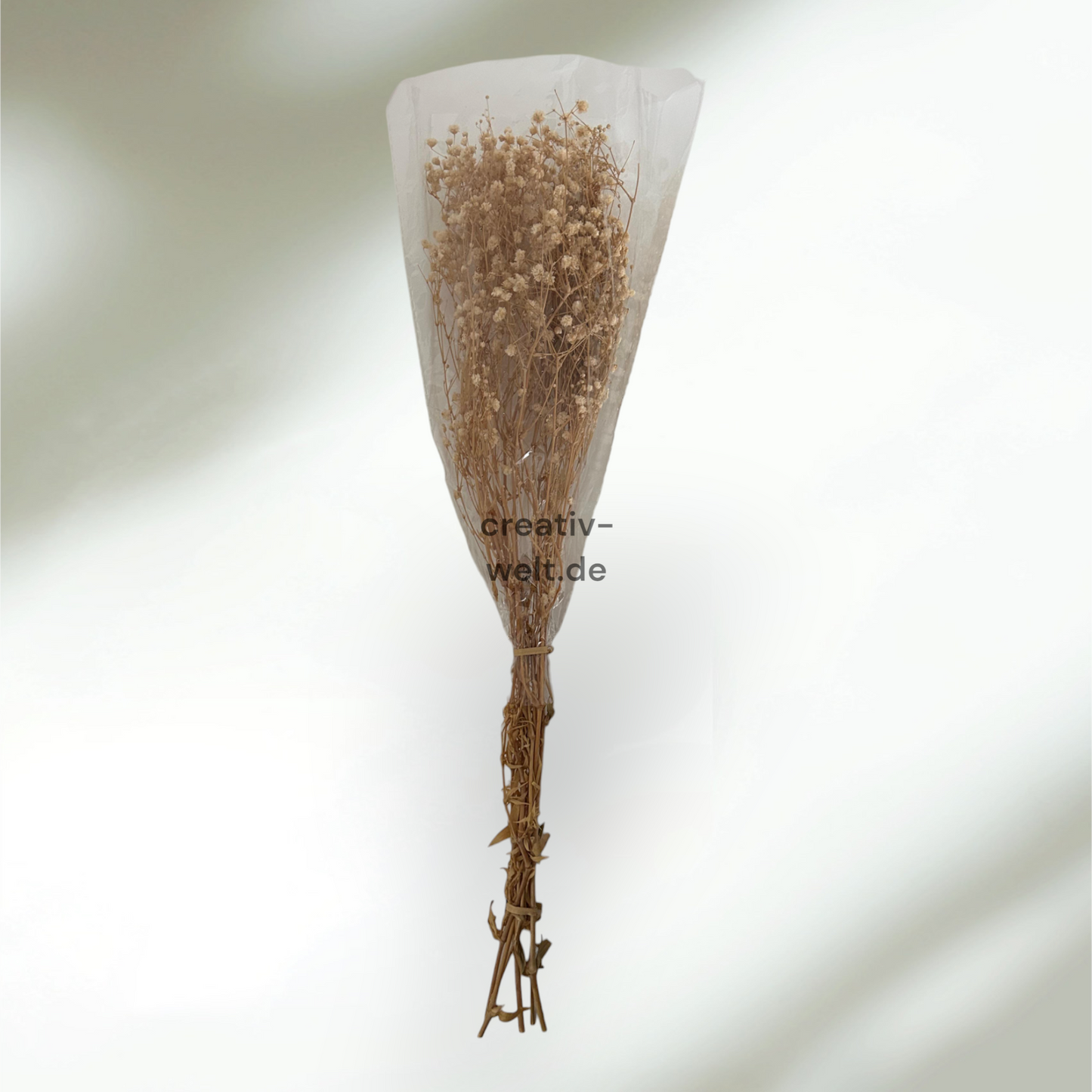 Schleierkraut Getrocknet